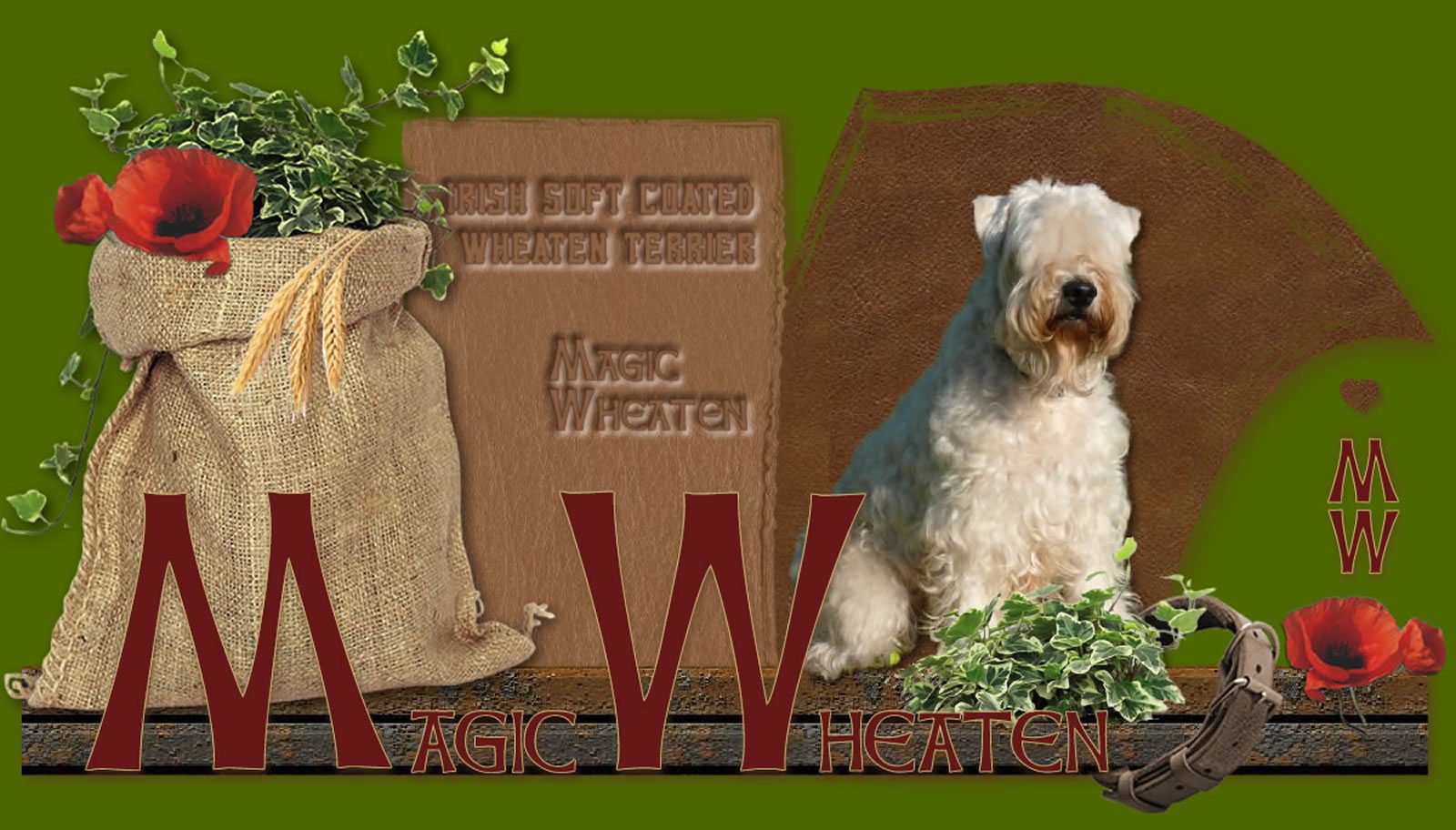 Irish soft coated hot sale wheaten terrier allevamenti